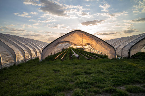 strawberry tunnels while sunset in Brandenburg, Germany. The strawberries from the tunnels are the first in season which are ripe. In opposite to a \