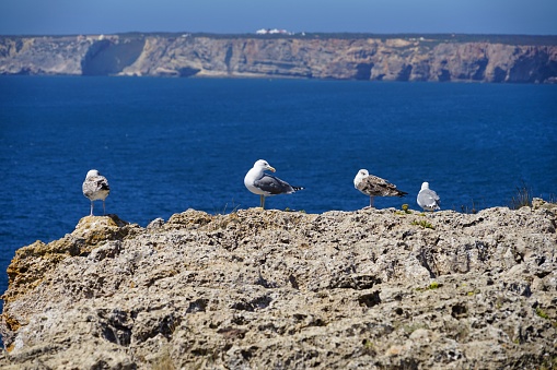 seagulls on cliff at Cabo Sao Vicente, Algarve, Portugal with ocean in background