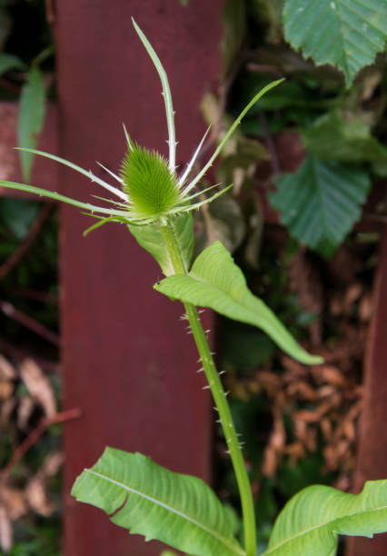 dziki teasel, dipsacus fullonum, jest rośliną leczniczą. korzeń teasel jest stosowany w produkcji produktów leczniczych od ponad dwóch tysiącleci. - herb flower head flower wildflower zdjęcia i obrazy z banku zdjęć