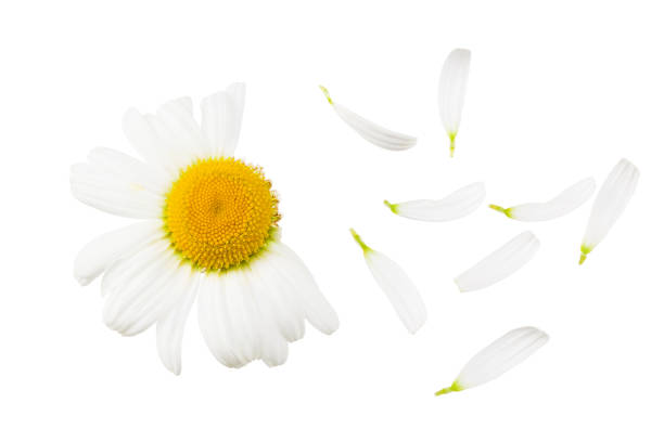 chamomile isolated on a white background. daisy flower. Top view