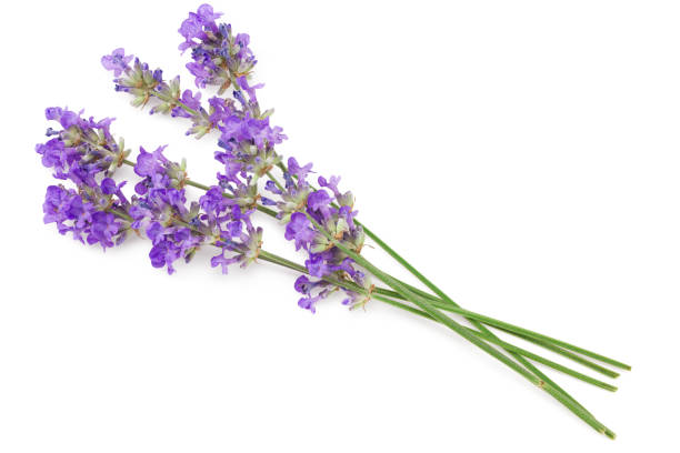 istock lavender flowers isolated on a white background 1255076625