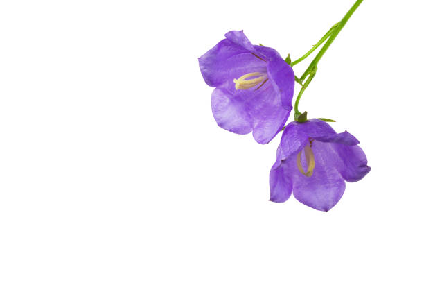 lavender flowers isolated on white background. top view