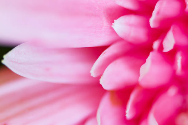 istock Pink Gerbera Daisy Petals close-up blurred suitable as Background, Backdrop, or Wallpaper. 1255076716