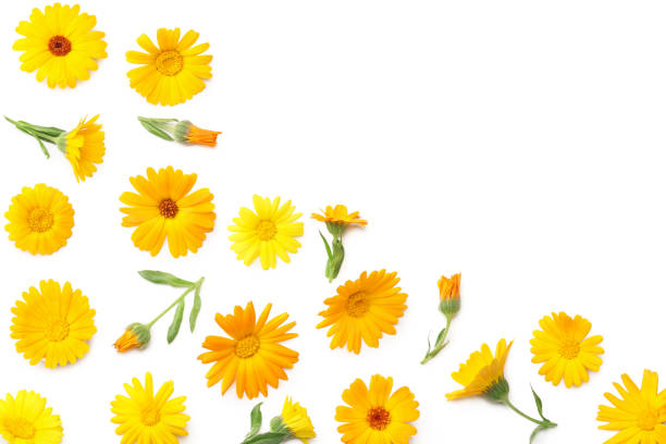 istock marigold flowers isolated on white background. calendula flower. top view 1255076738