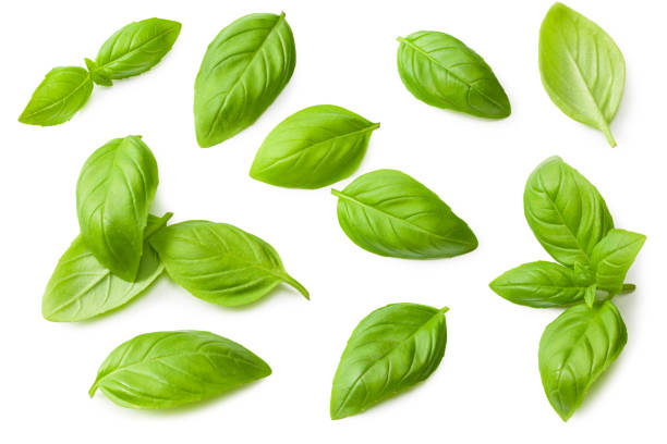 istock basil leaves isolated on a white background. top view 1255076857