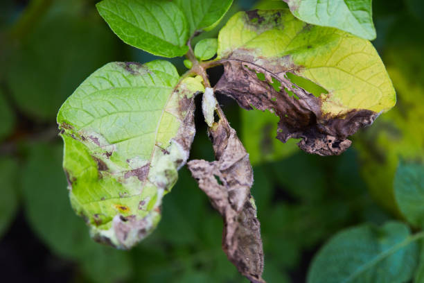 istock Potato plant has got ill with Phytophthora 1255077892
