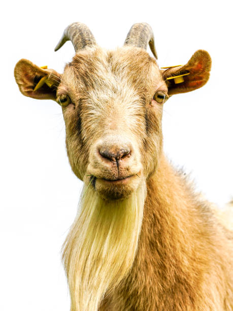 istock funny brown goat portrait on a white background 1255078525