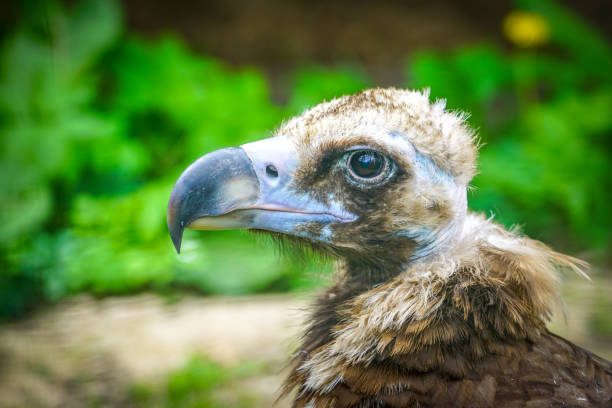 closeup portrait of a cinereous vulture, Aegypius monachus, that is a large raptorial bird closeup portrait of a cinereous vulture, Aegypius monachus, or black Eurasian vulture, that is a large raptorial bird eurasian black vulture stock pictures, royalty-free photos & images