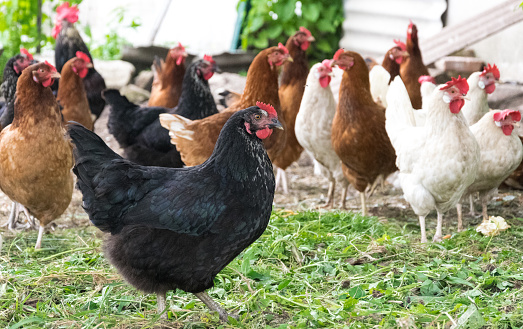 A beautiful black hen close-up in the foreground in profile walks along with other chickens