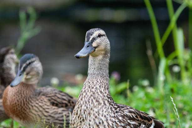 istock Mallard Ducks playing around a pond 1255079503