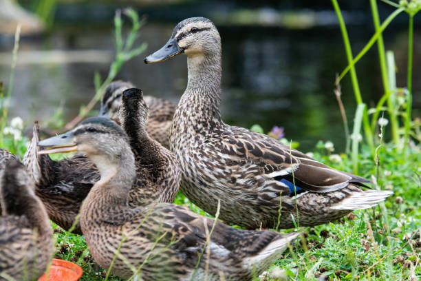 istock Mallard Ducks playing around a pond 1255079535
