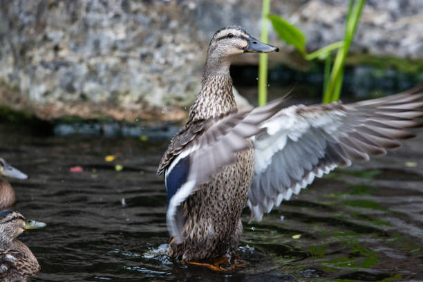 istock Mallard Ducks playing around a pond 1255079536