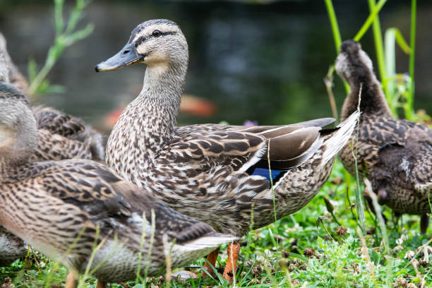istock Mallard Ducks playing around a pond 1255079537