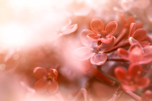 istock tender soft red flowers close up in sunlight 1255079982