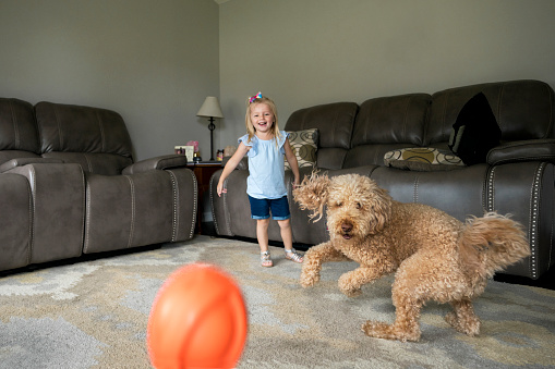 A young girl throws a rubber ball for her Golden Doodle dog at home in the living room, Indiana, USA
