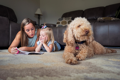 Attractive woman reads to her 3 year-old daughter in their living room beside a Golden Doodle dog at home, Indiana, USA