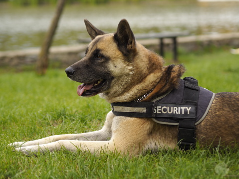 Security dog. A German Shepard on a lead.