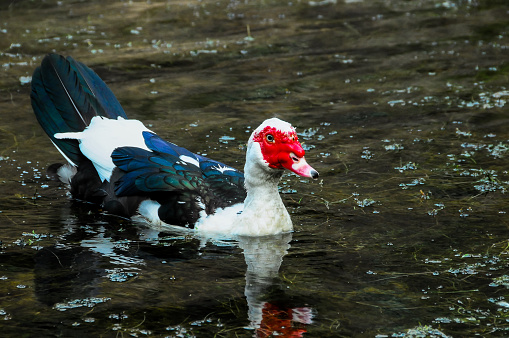 Muscovy Duck Swimming in a Black Water Lake