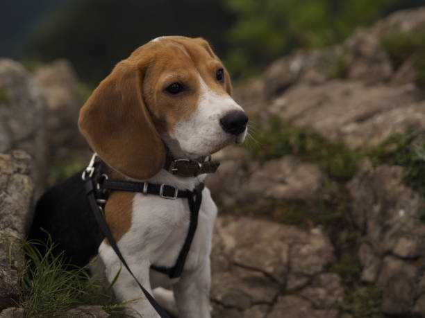 istock A cute beagle dog sitting outdoor. 1255083267