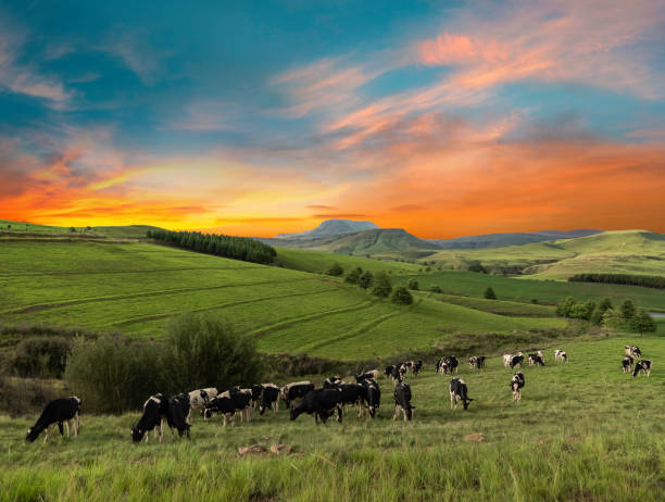 Cows in the grassland of Drakensberg Cows in the grassland of Drakensberg Kwazulu Natal South Africa mountain famous place livestock herd stock pictures, royalty-free photos & images
