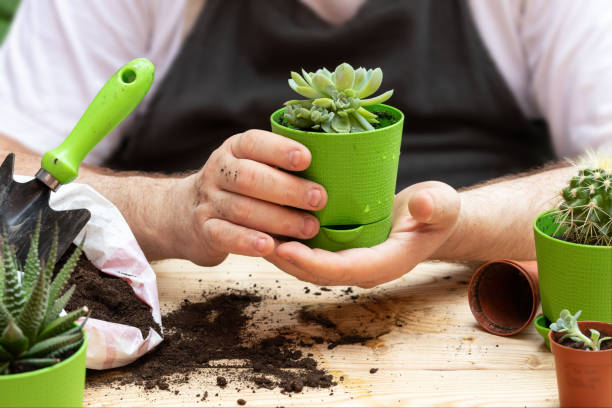 istock A man holds in his hands a succulent in a green pot. 1255083826