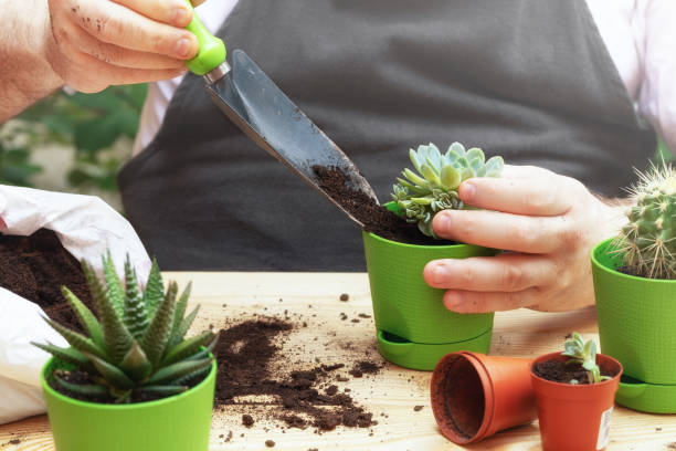 istock Man's hands puts soil in a pot with a green succulent. 1255084218