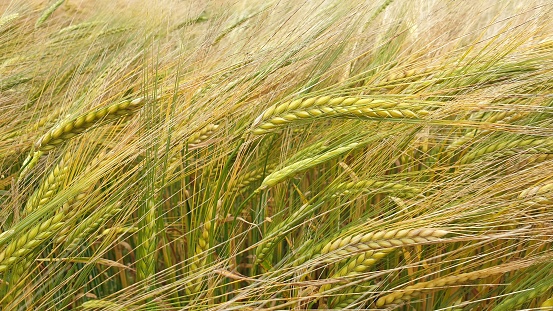 Close up of golden barley