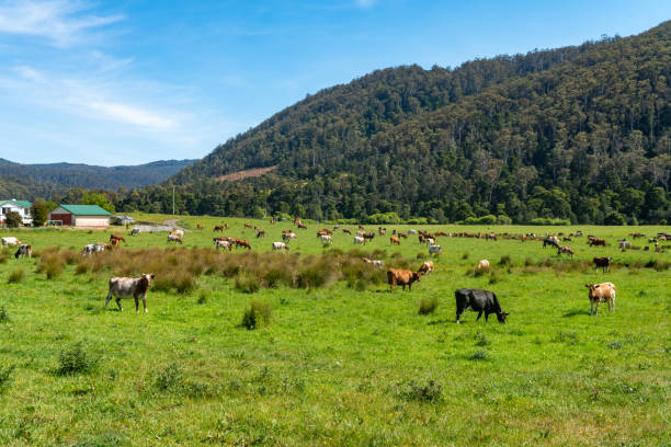 istock Cows grazing on green grass, Tasmania, Australia 1255086278