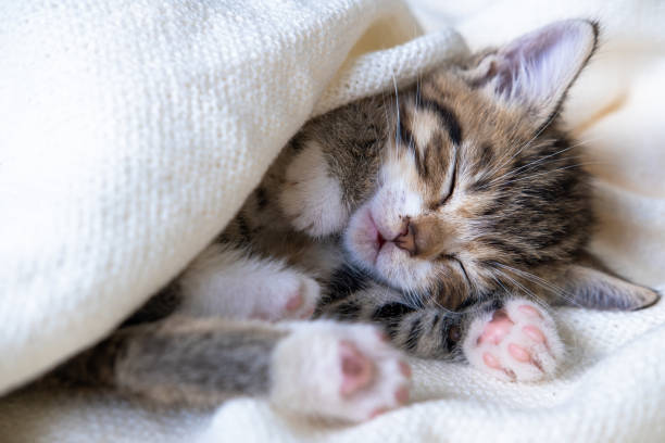 istock Small striped kitten sleeps covered with white light blanket. Concept of adorable pets 1255088701