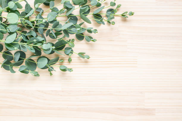 istock Eucalyptus leaf on wooden background 1255088887