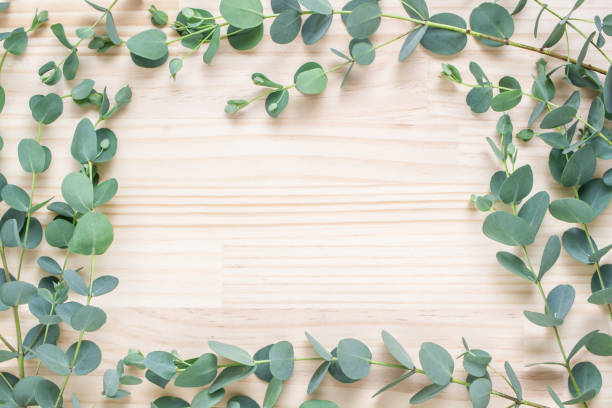 istock Eucalyptus leaf on wooden background 1255088891