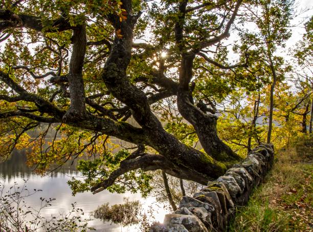 The Scottish Trossachs.