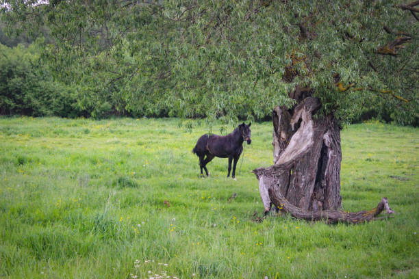 istock One Black Horse Grazing On A Leash In A Meadow 1255089856