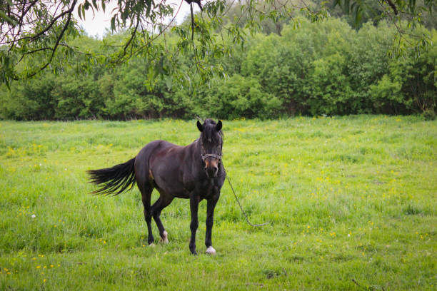 istock One Black Horse Grazing On A Leash In A Meadow 1255089883