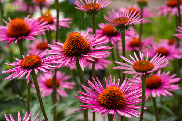 istock red and purple coneflowers (echinacea) in full bloom 1255090098