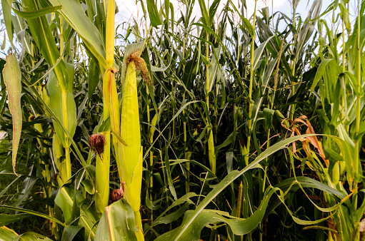 Growing Green Corn Field Culture in North Italy