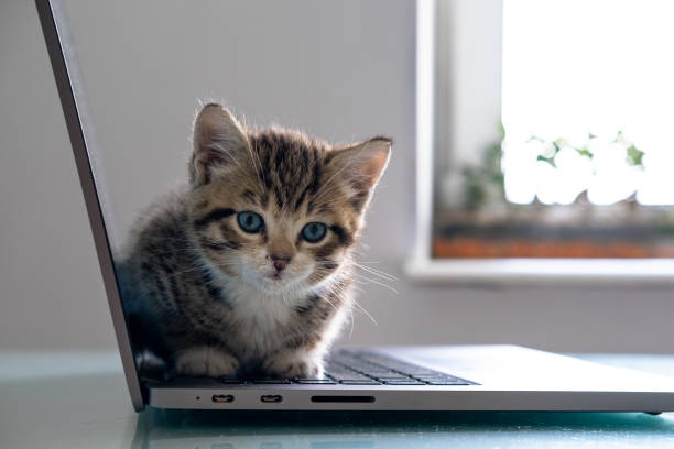 istock Small striped kitten sitting on laptop keyboard and looking at home Top view. Copyspace. Freelance , remotely online work and education 1255094450