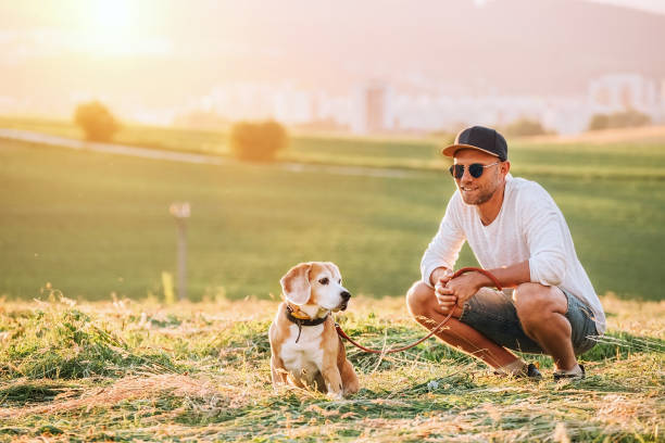 istock Middle-aged man dressed light white sweater and jeans shorts walking with his beagle dog during sunset evening time. They sitting on the just mowing grass meadow. Pets as family members concept image. 1255094461