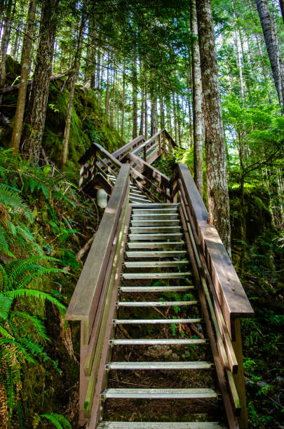 istock Going up the stairs on the Horne Lake Caves loop trail 1255095059