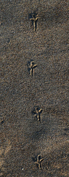 istock Leave a mark even if you are small ! 1255096033