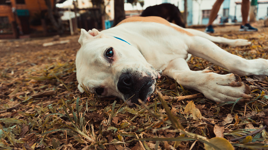 a portrait of a boxer dog lying on the grass