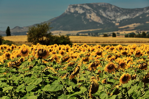 Sunflower field under the Castilian sun. Bureba region-Burgos province-Spain-16 in La Bureba, CL, Spain