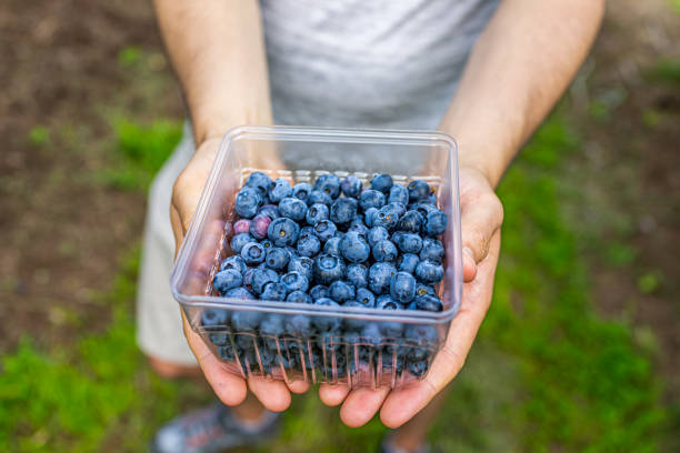 istock Summer garden farm and man picking berries from blueberry bush showing container box of picked ripe blueberries holding hands above macro view 1255098708