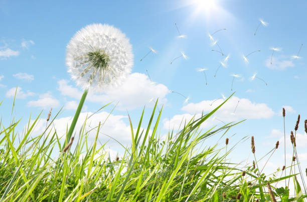 istock Dandelion flower with flying feathers on blue sky. 1255098758