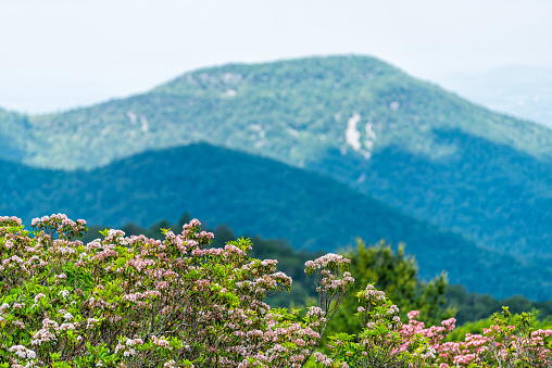 Pink green flowers mountain laurel wildflowers on overlook in Shenandoah Blue Ridge appalachian mountains with bokeh blurry background of peak
