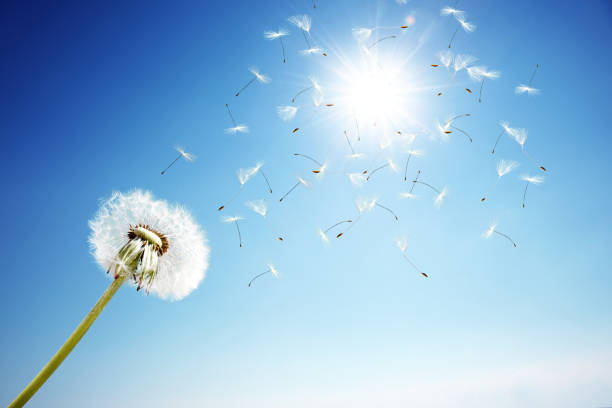 istock Dandelion flower with flying feathers on blue sky. 1255098831