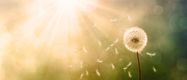 istock Dandelion flower with flying feathers on blue sky. 1255098885