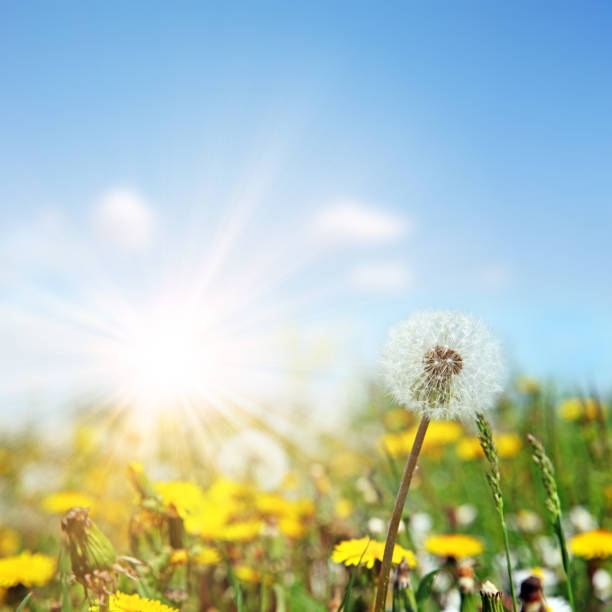 istock Dandelion flower with flying feathers on blue sky. 1255098926