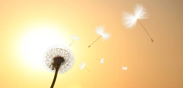 istock Dandelion flower with flying feathers on sunset. 1255098967