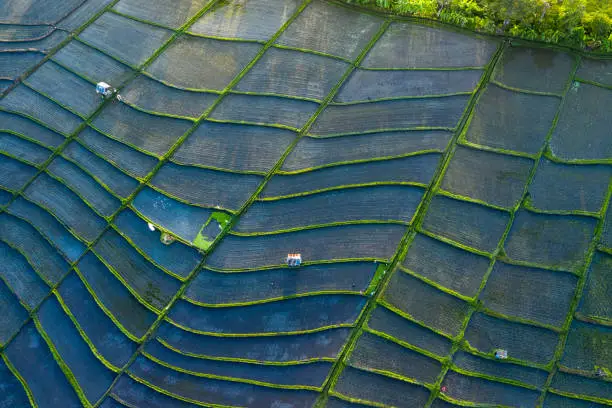 Aerial view taken by drone and directly above of some rice terraced paddy fields in Bali Indonesia forming amazing shapes and lines. Rice paddies are part of the Balinese culture that is still present nowadays.